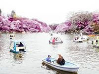 井の頭公園桜
