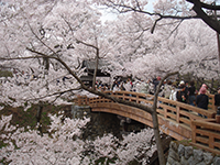 大阪城公園桜